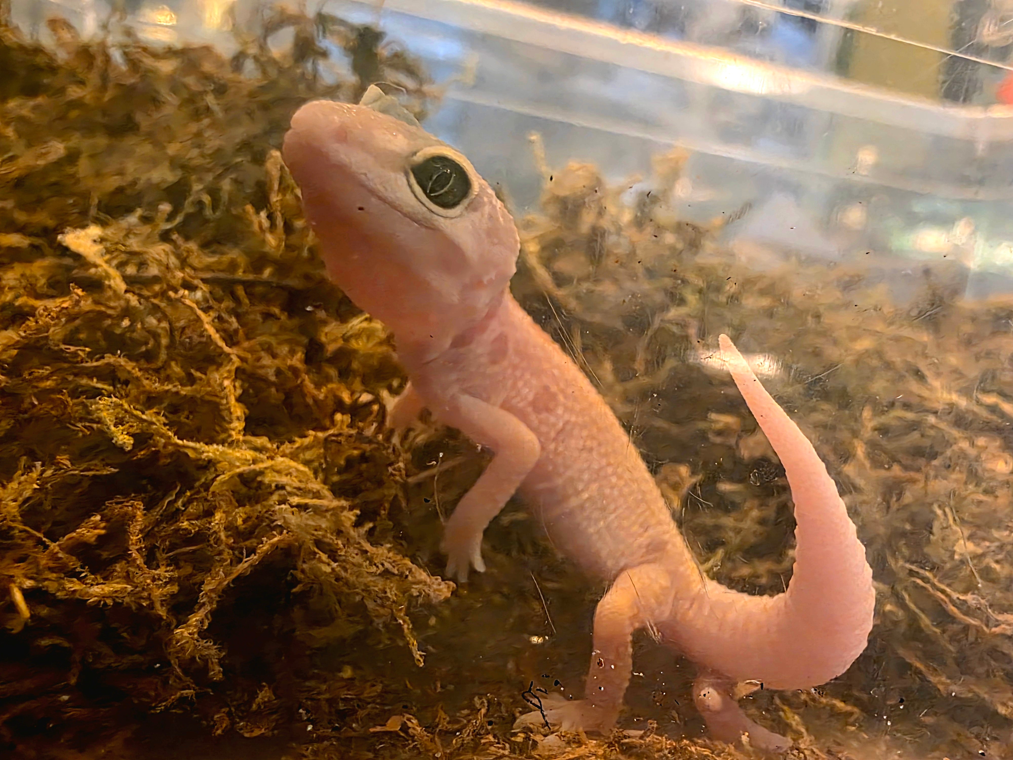 Juvenile Leucistic/Patternless Leopard Gecko cbb