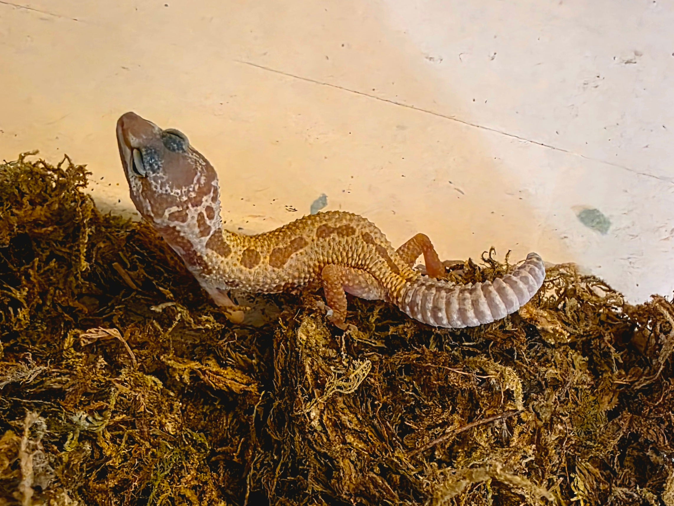 Juvenile Leucistic/Patternless Leopard Gecko cbb