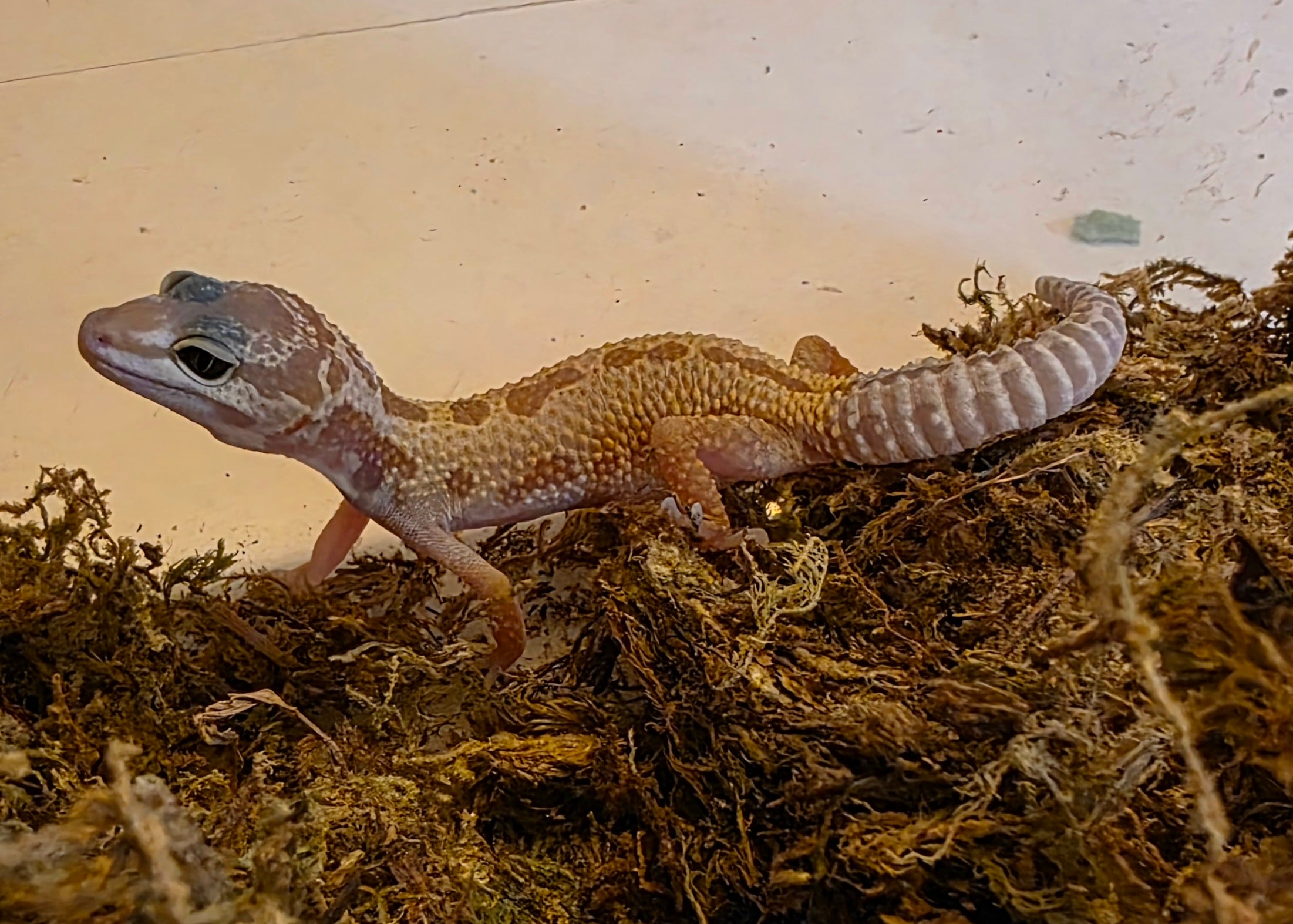 Juvenile Leucistic/Patternless Leopard Gecko cbb