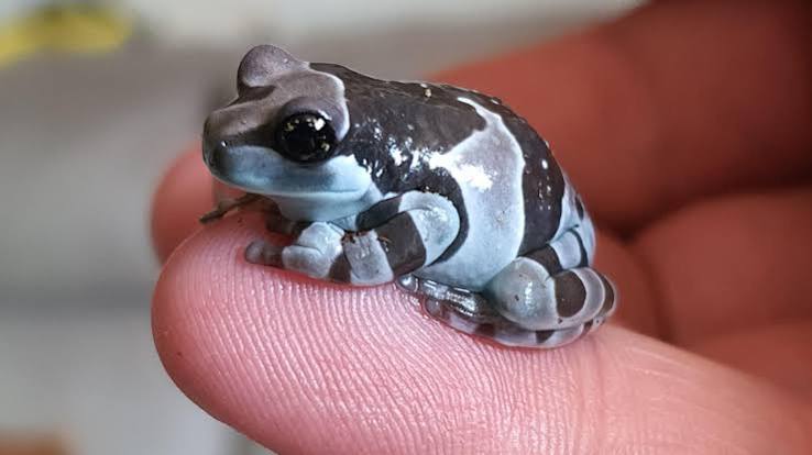 Baby Amazon Milk Frog