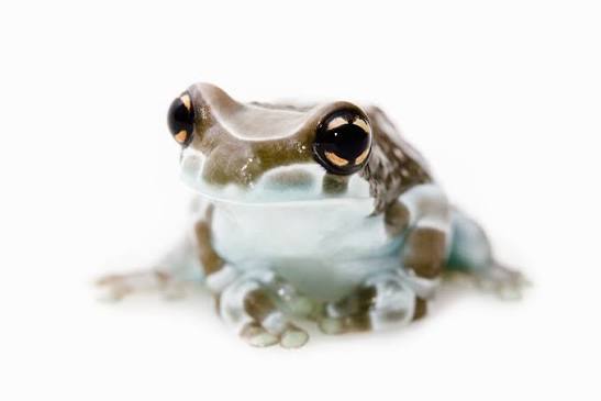 Baby Amazon Milk Frog