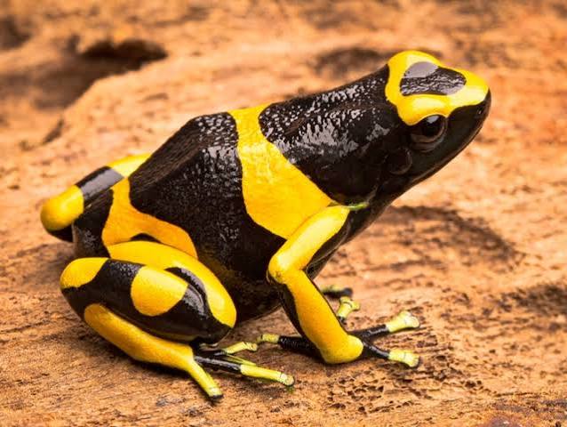 Bumblebee Dart Frog