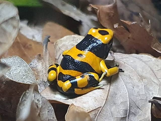 Bumblebee Dart Frog