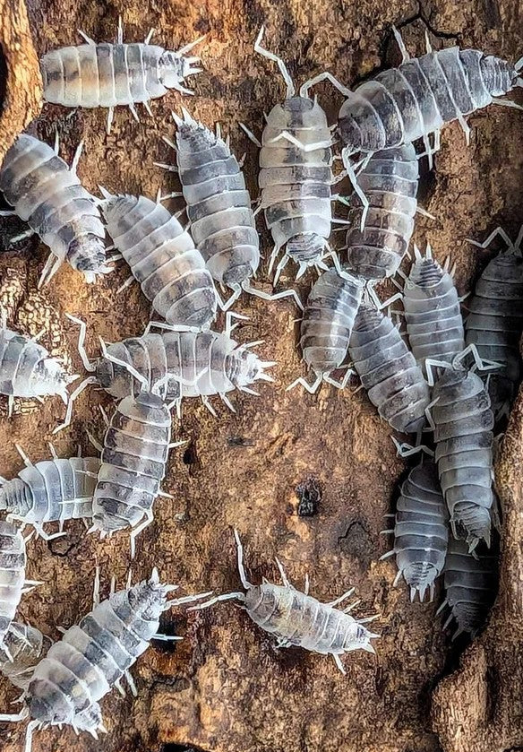 Cookies n Cream Isopods