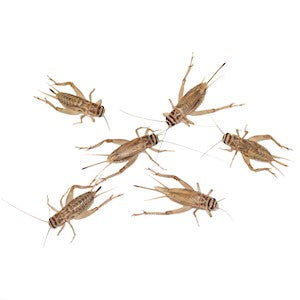 3/8" Crickets