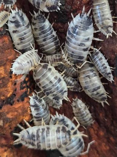 Dairy Cow Isopods