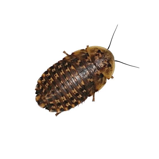 Discoid Roaches