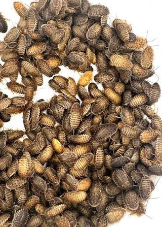 Discoid Roaches