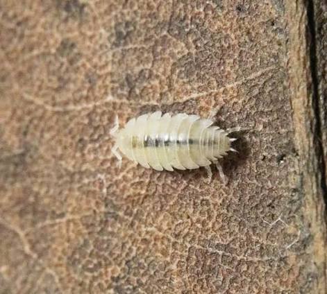 Dwarf White Isopods