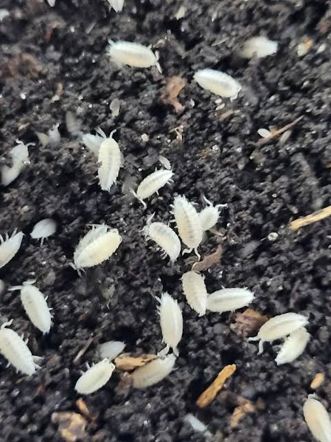 Dwarf White Isopods