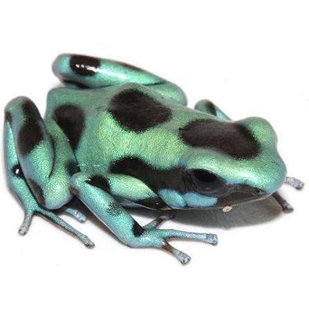 Green And Black Auratus Dart Frog
