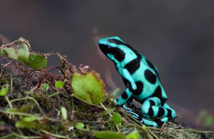 Green And Black Auratus Dart Frog