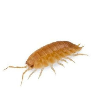 Orange Isopods