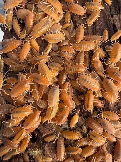 Orange Isopods