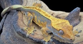 Adult Male Phantom Pinstripe Crested Gecko cbb