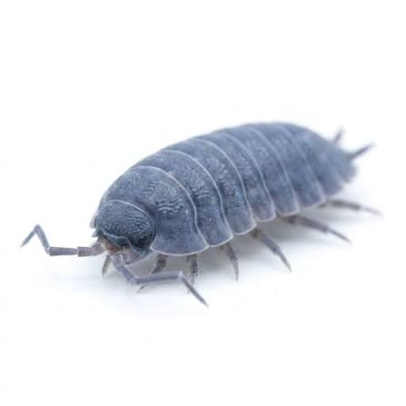 Powder Blue Isopods