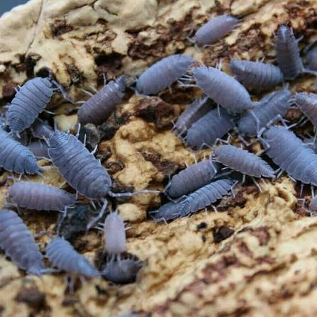 Powder Blue Isopods