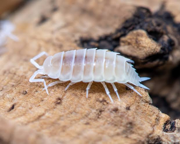 Powder White Isopods