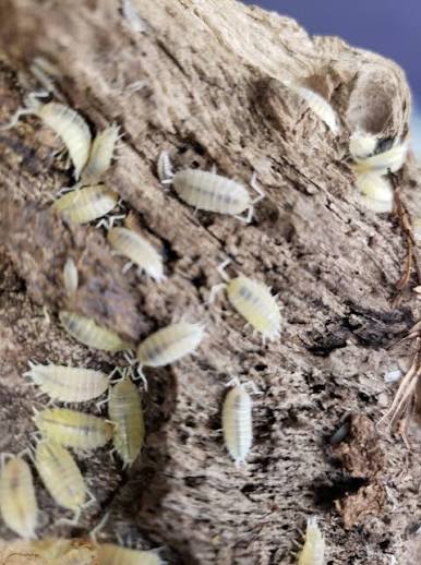 Powder White Isopods