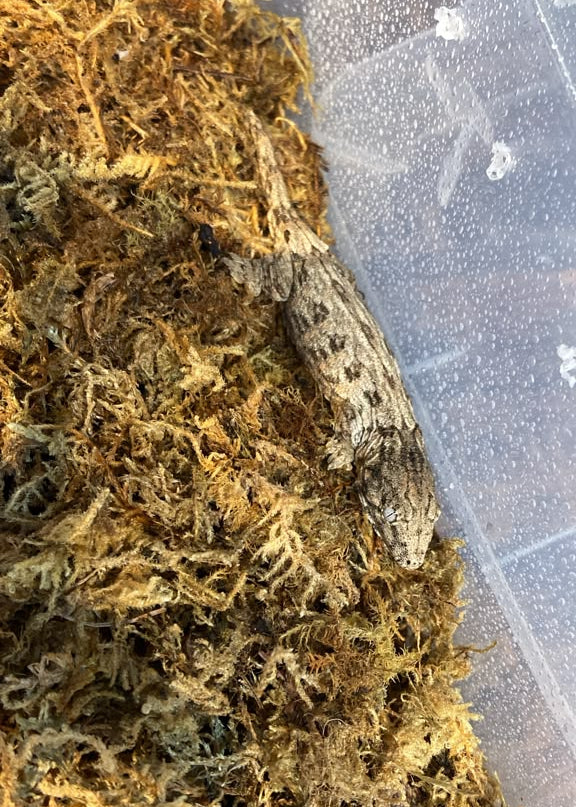 Baby GTX Leachianus Gecko